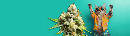 The Ultimate Guide to Weed Seeds NYC Discover Your Perfect Strain The Ultimate Guide to Weed Seeds NYC Discover Your Perfect Strain